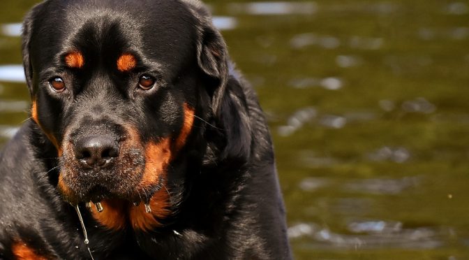 N’abandonnez pas votre Rottweiler!