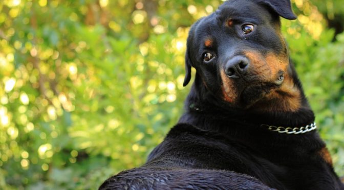 Votre chien se démange ? Lutter contre les parasites « Naturellement »