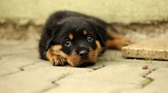 Trouver un éducateur compétent pour votre chien