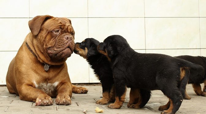 Un environnement approprié pour les chiens