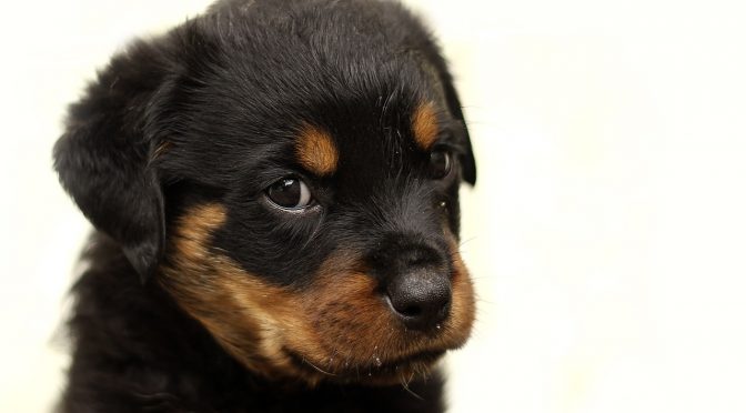 Comment s’occuper d’un chiot