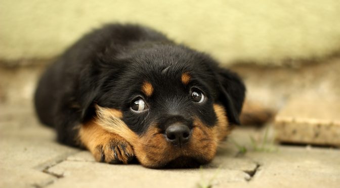 Quel chiot vous convient le mieux ?