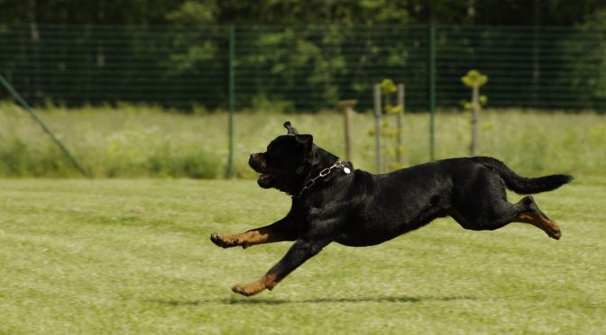 Un copain approprié pour les chiens