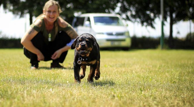 Malades à cause de leur physique, les chiens de races souffrent de normes absurdes