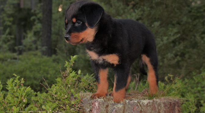 Comment garder les chiens dehors ?