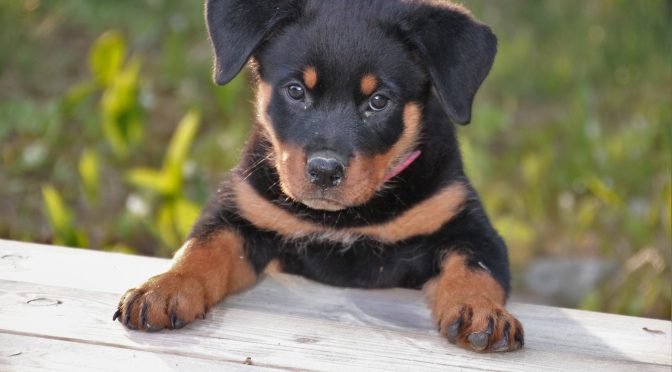 Comment dresser votre chien pour qu&rsquo;il marche bien en laisse