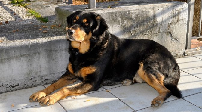 Vaccination des chiots – ce que vous devez savoir