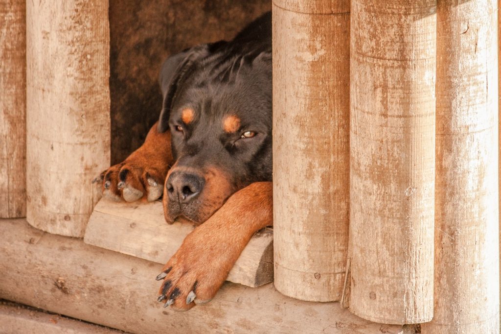 Média - Education du chien