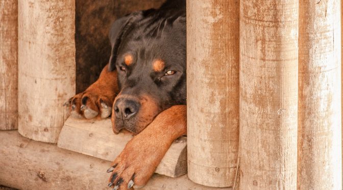Conseils pour traitrer les coups de chaleur chez le chien