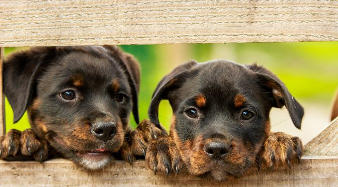 Enseigner à votre chien qu’il n’y a pas de mal à être seul