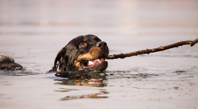 Prendre soin des chiens les plus âgés