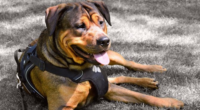La cohabitation entre les chiens et les enfants