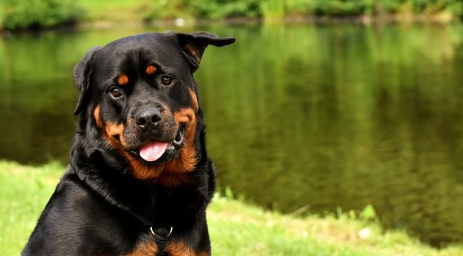 Comment avoir un chien équilibré et bien dans sa tête