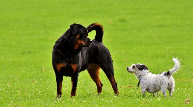 Chiots à vendre dans votre région, la prudence s’impose