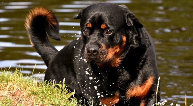 Comment dresser un chien pour qu&rsquo;il ne bouge pas
