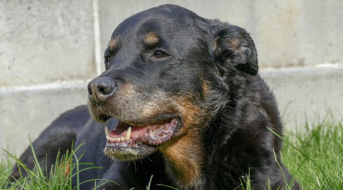 Connaitre son chien pour le comprendre