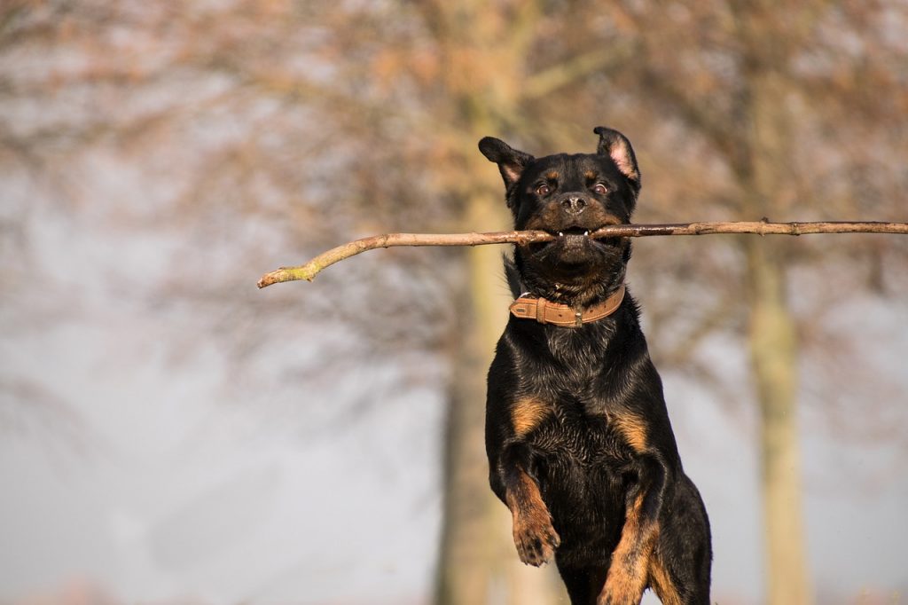 Média - Education du chien