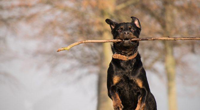 La cage pour chien, un excellent outil d’éducation.