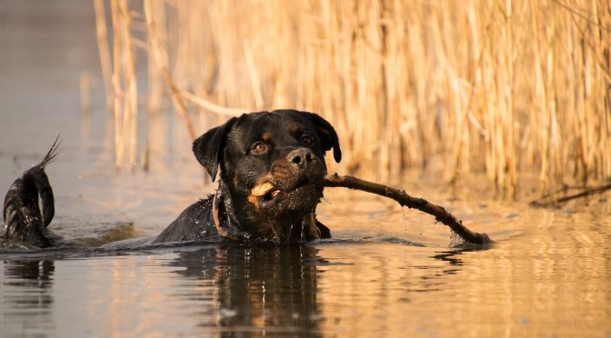 Comment dresser votre chien pour qu’il vienne quand on l’appelle