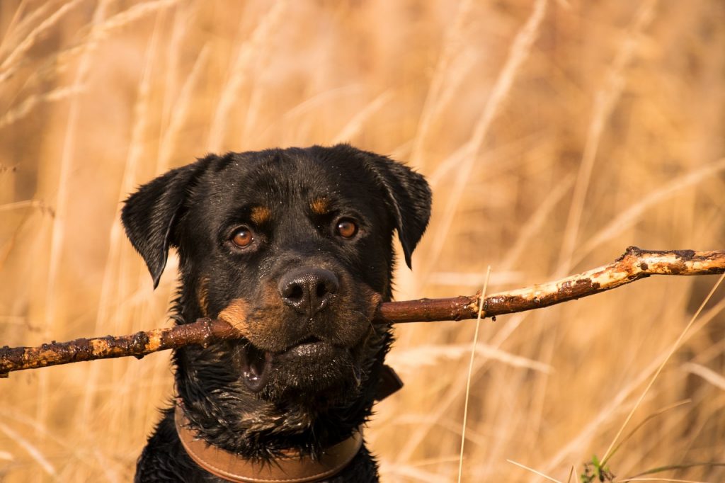 Média - Education du chien