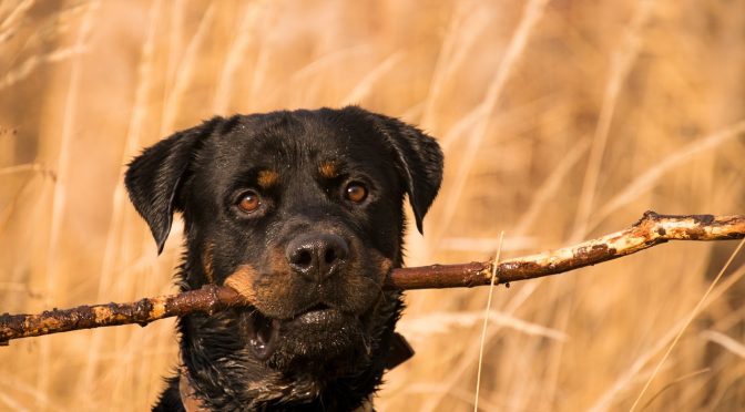 Apprentissage de la propreté chez le chiot