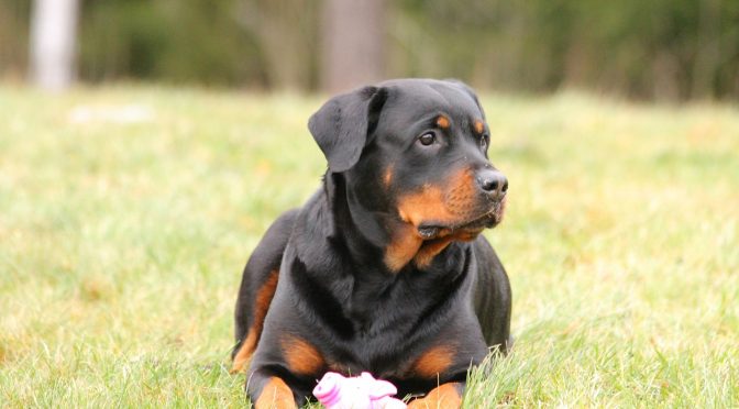 Choisir le bon panier pour votre chien