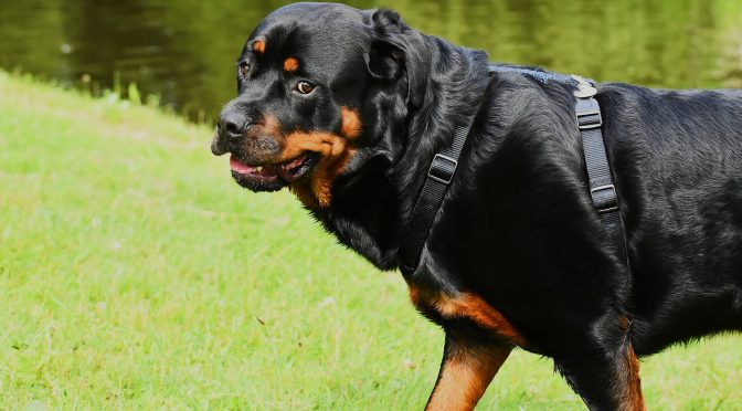 Apprendre le dressage des chiens