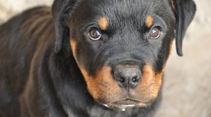 Les signes qui permettent de reconnaître si un chien est heureux ou malheureux