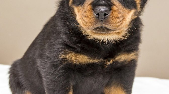Année du chien – soyons #DogKind