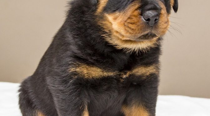Choisir un toiletteur pour chiens