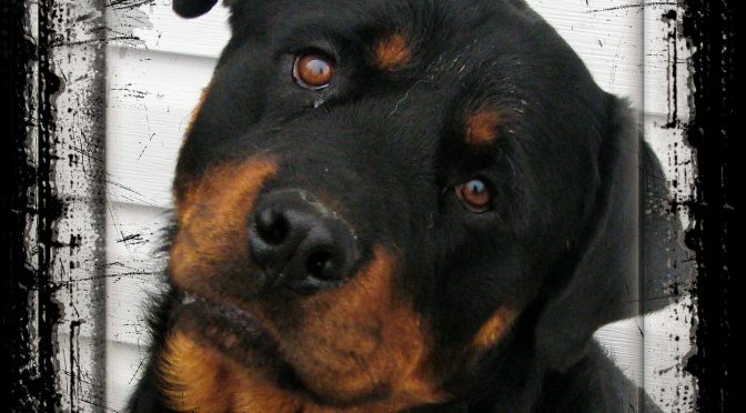 Que faire lorsque vous rencontrez un chien inconnu ?