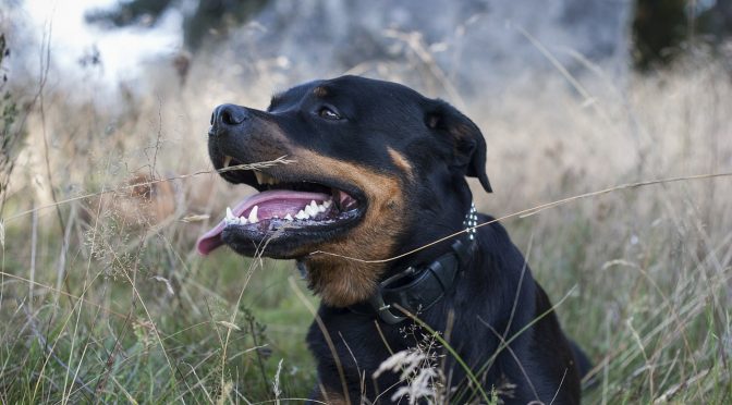 Comprendre le comportement des chiens