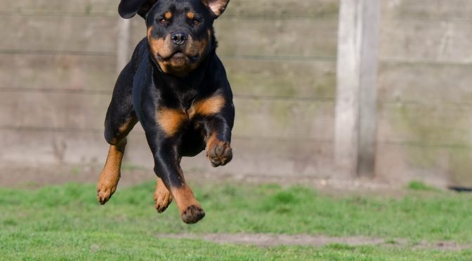 Comment apprendre le assis à son chien