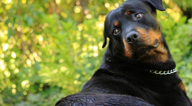 Comment nettoyer les dents de son chien ?