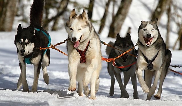 Avoir un husky