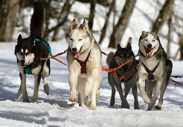 Des huskys, chiens de traineau