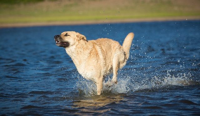 Comment faire pour savoir si mon chien est en surpoids ?