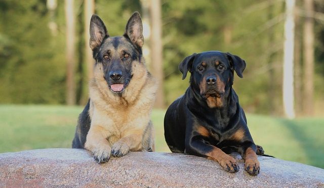 Comment prendre soin d’un Rottweiler ?