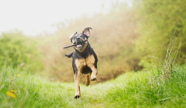 L’aloe vera pour prendre soin de ses chiens
