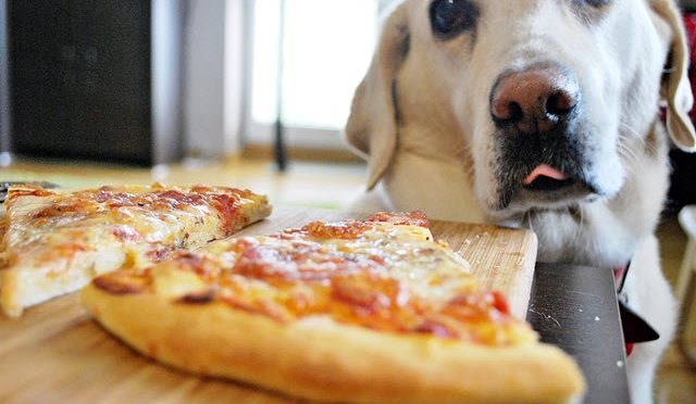 Peut on donner de la pizza à manger à nos chiens ?