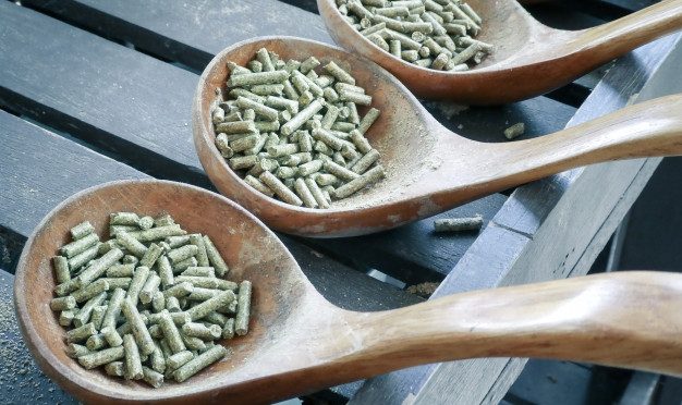 Peut-on utiliser nos compléments alimentaires pour nos animaux ?