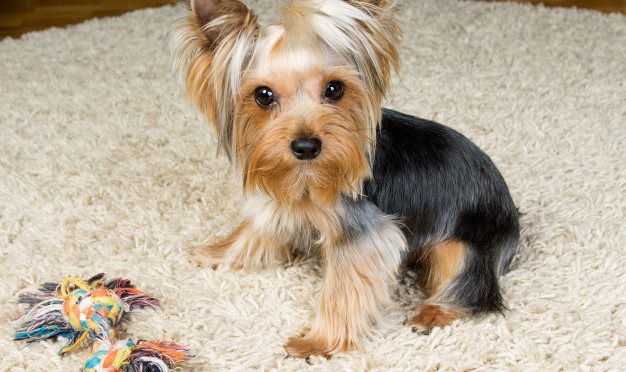 Quel type de tapis acheter pour son chien ?