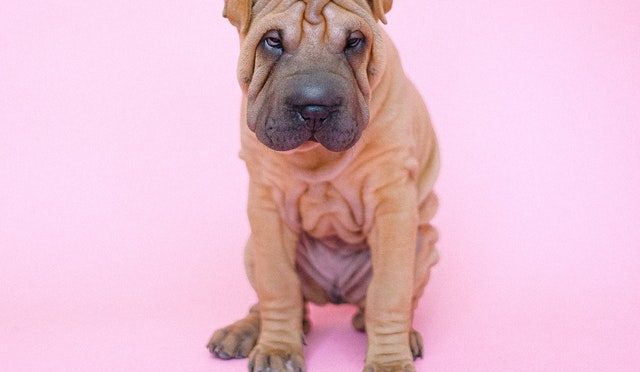 Quelles précautions prendre quand on adopte un chien âgé ?