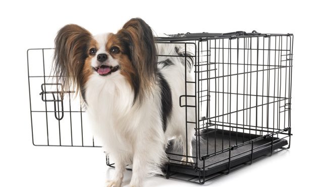 Quel accessoire pour chien acheter à son compagnon ?