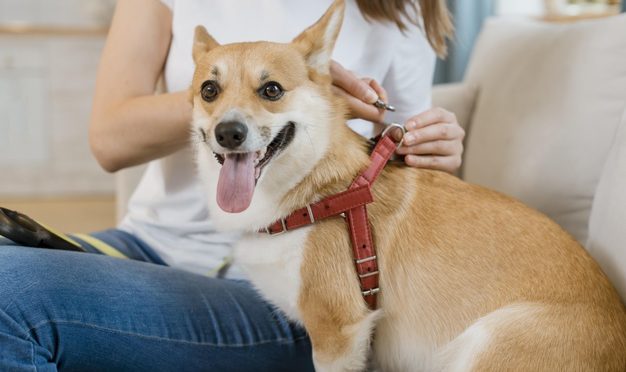 Où acheter un harnais pour chien ?