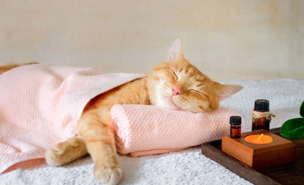 Où faire dormir le chat ?