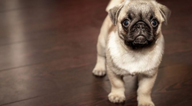 Quel ordre apprendre en premier à son chien ?
