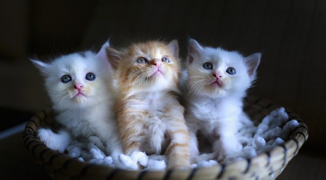 Quelle est la meilleure alimentation pour un chaton ?