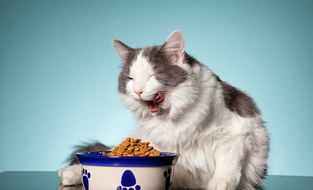Les croquettes pour chat sans céréales sont-elles meilleures ?