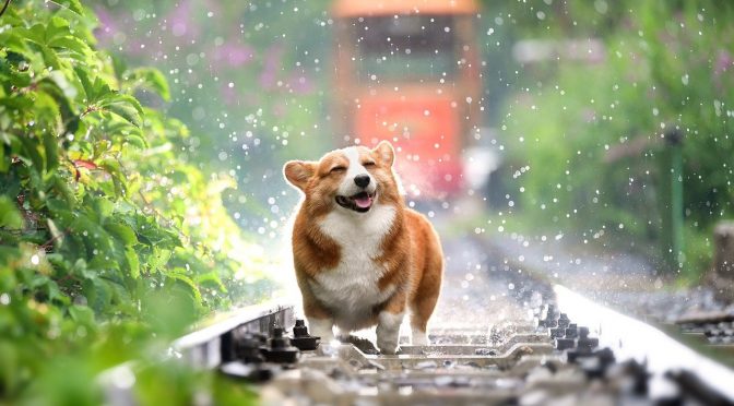 Pourquoi mettre une combinaison imperméable à son chien?